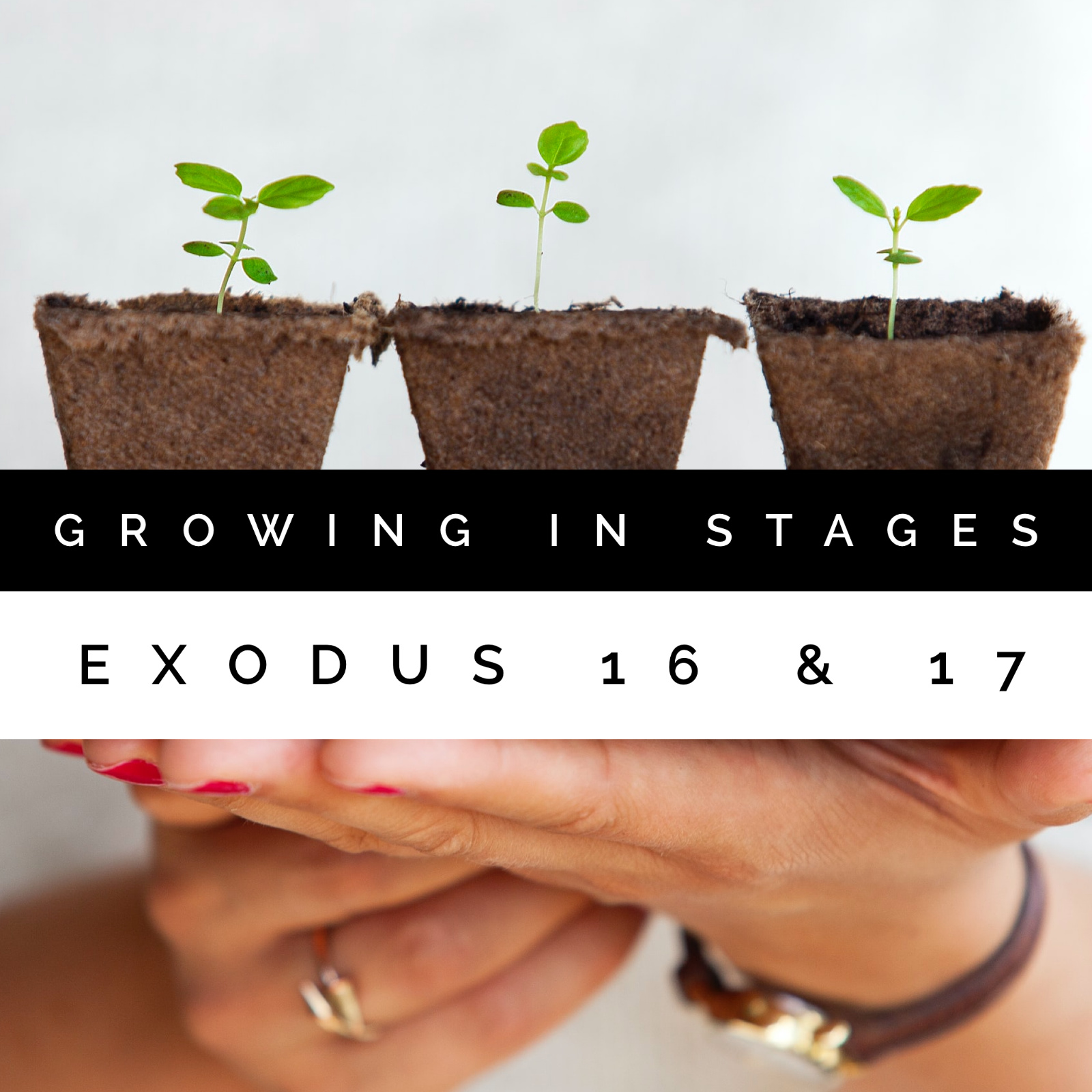 Growing In Stages Exodus 16 And 17 Grace Church Gisborne